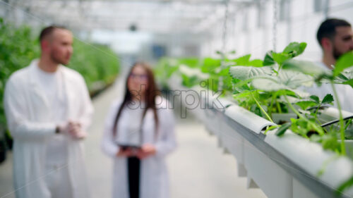 VIDEO Three laboratory technicians in white coats working with wild strawberry grown with the Hydroponic method in a greenhouse - Starpik