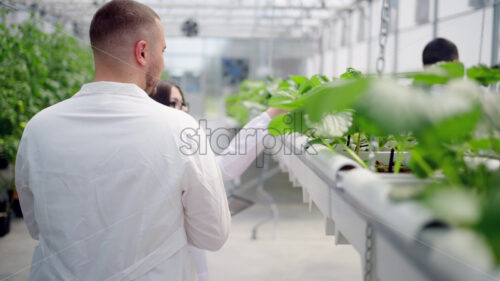 VIDEO Three laboratory technicians in white coats working with wild strawberry grown with the Hydroponic method in a greenhouse - Starpik