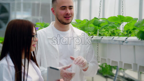 VIDEO Three laboratory technicians in white coats working with wild strawberry grown with the Hydroponic method in a greenhouse - Starpik