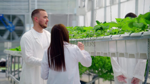 VIDEO Three laboratory technicians in white coats working with wild strawberry grown with the Hydroponic method in a greenhouse - Starpik