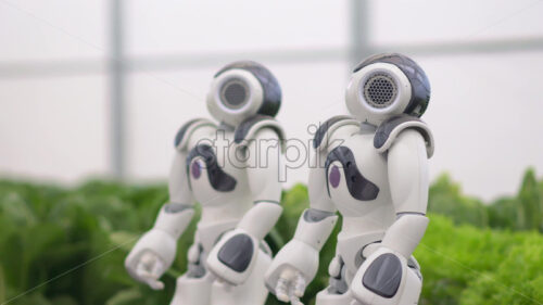 VIDEO Two humanoid robots standing near rows of lettuce in a greenhouse farm - Starpik