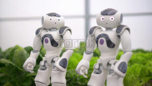 VIDEO Two humanoid robots standing near rows of lettuce in a greenhouse farm - Starpik