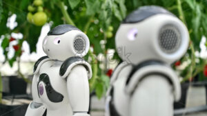VIDEO Two humanoid robots standing near rows of tomatoes in a greenhouse farm - Starpik