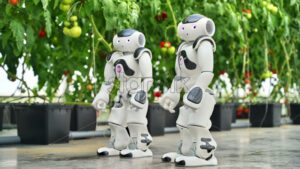 VIDEO Two humanoid robots standing near rows of tomatoes in a greenhouse farm - Starpik