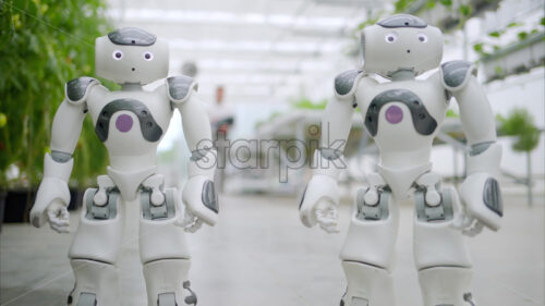 VIDEO Two humanoid robots standing near rows of tomatoes in a greenhouse farm - Starpik