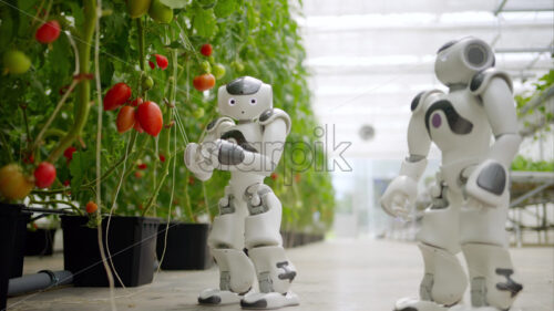 VIDEO Two humanoid robots standing near rows of tomatoes in a greenhouse farm - Starpik