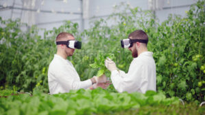 VIDEO Two laboratory technicians in white coats wearing Virtual Reality headsets, analysing lettuce grown with the Hydroponic method in a greenhouse - Starpik