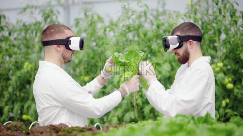 VIDEO Two laboratory technicians in white coats wearing Virtual Reality headsets, analysing lettuce grown with the Hydroponic method in a greenhouse - Starpik