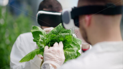 VIDEO Two laboratory technicians in white coats wearing Virtual Reality headsets, analysing lettuce grown with the Hydroponic method in a greenhouse - Starpik