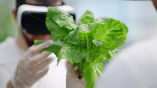 VIDEO Two laboratory technicians in white coats wearing Virtual Reality headsets, analysing lettuce grown with the Hydroponic method in a greenhouse - Starpik