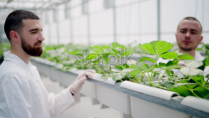 VIDEO Two laboratory technicians in white coats working with wild strawberry grown with the Hydroponic method in a greenhouse - Starpik