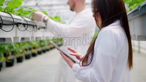 VIDEO Two laboratory technicians in white coats working with wild strawberry grown with the Hydroponic method in a greenhouse - Starpik