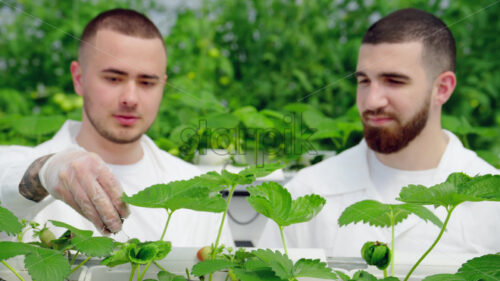 VIDEO Two laboratory technicians in white coats working with wild strawberry grown with the Hydroponic method in a greenhouse - Starpik