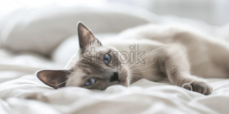 A siamese cute cat portrait - Starpik