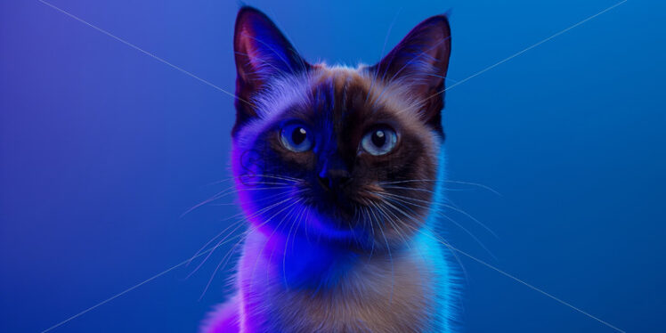 A siamese cute cat portrait - Starpik