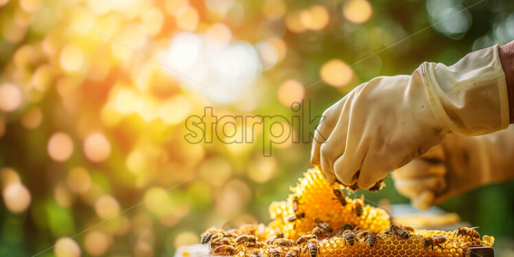 Honey bees in combs apiculture - Starpik