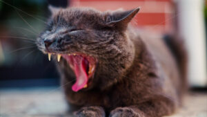 VIDEO Close up of a British Shorthair cat with orange eyes yawning on a blurred background - Starpik