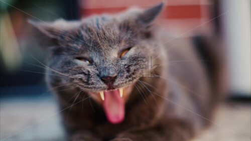 VIDEO Close up of a British Shorthair cat with orange eyes yawning on a blurred background - Starpik