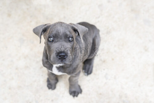 Adorable grey cane corso puppy, close up, looking up towards the camera - Starpik