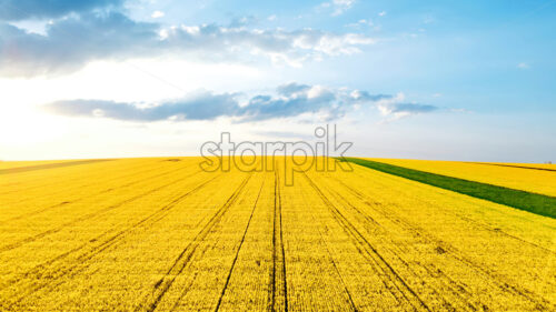 Aerial drone view of nature in Moldova. Yellow seeded wide field - Starpik