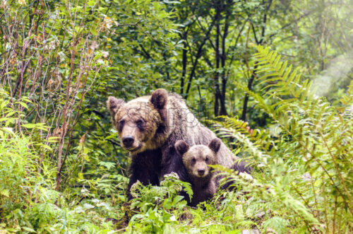 Bear sow and cub in Fagaras Mountains, Romania. Close-up shot. Green grass on side - Starpik