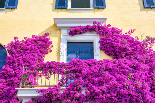 Beautiful bright purple flowers on a yellow building - Starpik