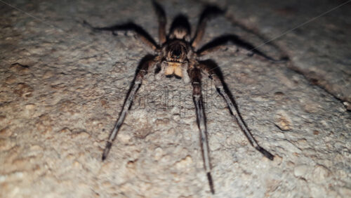 Big brown spider on the ground, close up - Starpik