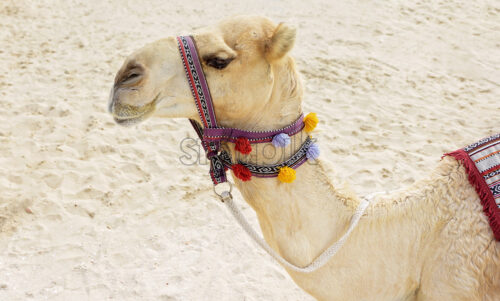 Camel on the beach of Dubai, United Arab Emirates - Starpik