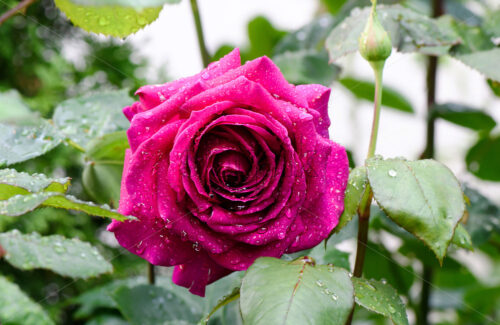 Close up photo of beautiful pink rose with drops of water in the rain. - Starpik