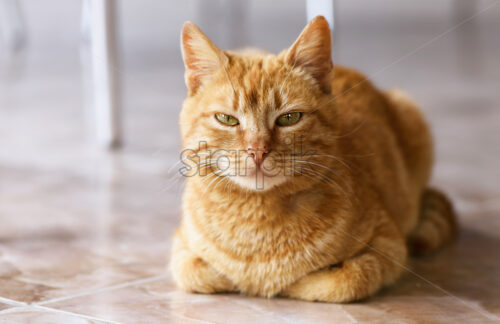 Close up photo of red cat with green eyes looking straight towards camera. - Starpik