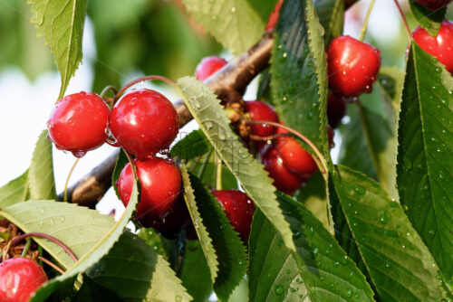 Close up photo of red ripe cherries with green leaves on a tree, with drops of water in the rain. - Starpik