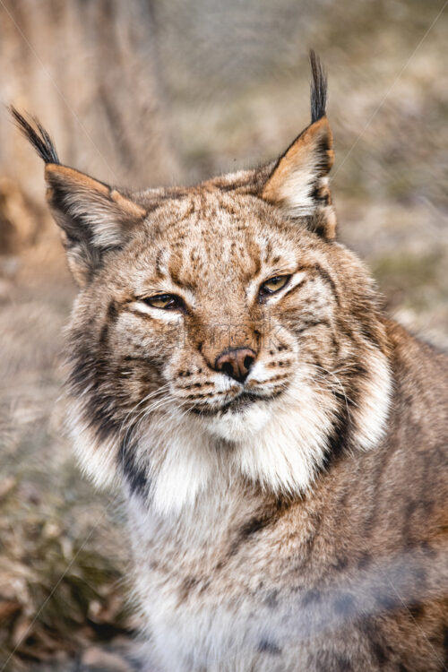 Close up shot of a linx at the zoo. Dramatic looking wild animal - Starpik