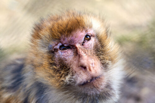 Close up shot of a monkey’s face looking up - Starpik