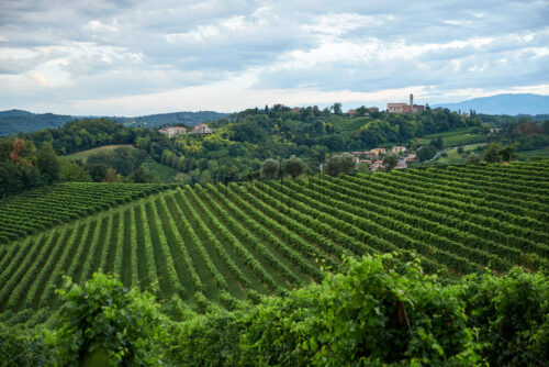 Conegliano vineyard at daylight. Cloudy sky. Italy - Starpik