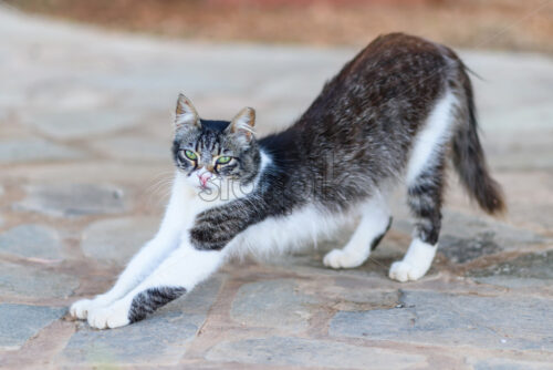 Cute cyprus cat - Starpik