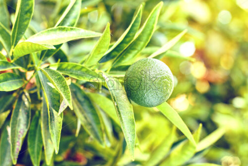 Daylight view to green lime growing on tree. Green leaves and bokeh on background. Negative copy space, place for text. Kakopetria, Cyprus - Starpik