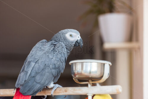 Domestic parrot having his breakfast in a kitchen. Close up shot with blurred background - Starpik