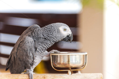 Domestic parrot having his breakfast in a kitchen. Close up shot with blurred background - Starpik