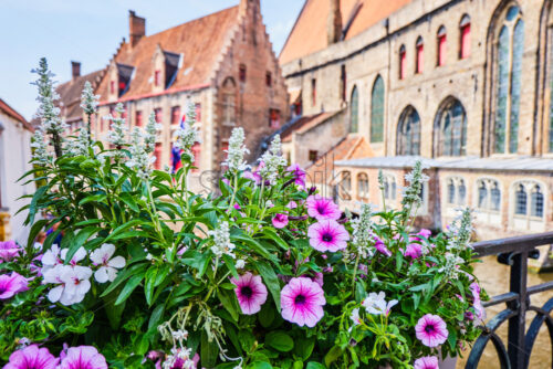 Flowers above river near Belfry. Bruges, Belgium - Starpik