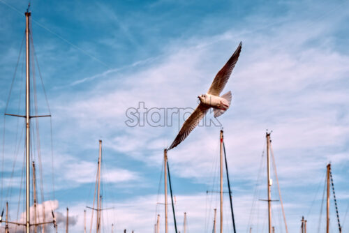 Flying seagull at sunset in the port of Barcelona, Spain - Starpik