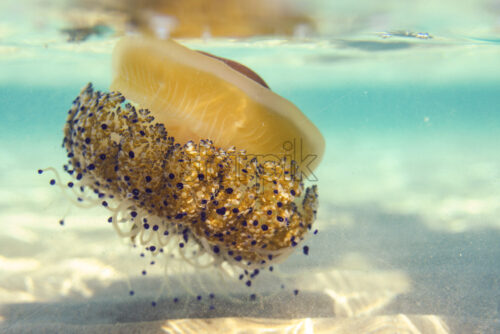 Gigantic jellyfish swimming in the water. Side view. Thassos island, Greece - Starpik