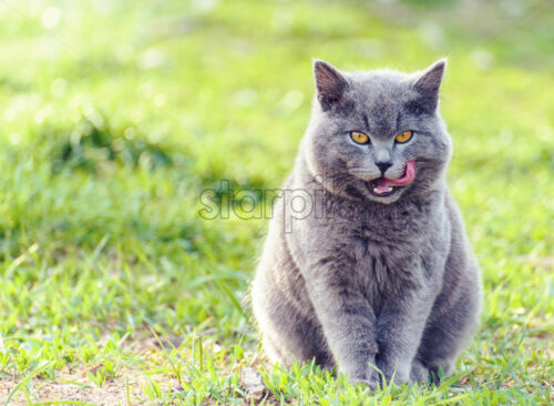 Gray male scottish fold cat on green grass looks closely towards camera with tongue outside - Starpik