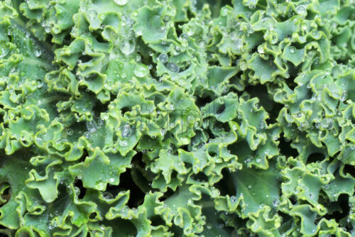 Green kale cabbage composition, close up macro - Starpik