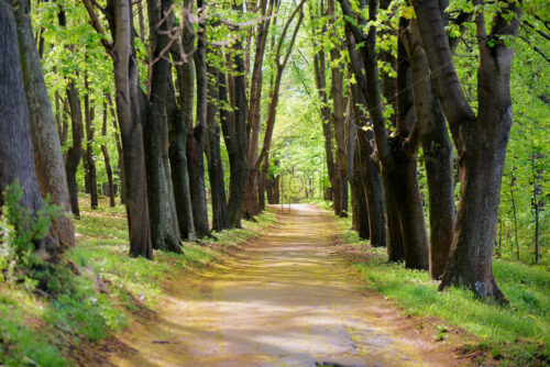 Green trees trail in Springtime warm Sunlight - Starpik