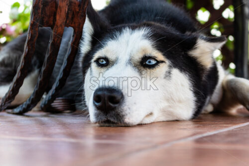 Husky dog tries to have a rest on the ground. Sleepy dog - Starpik