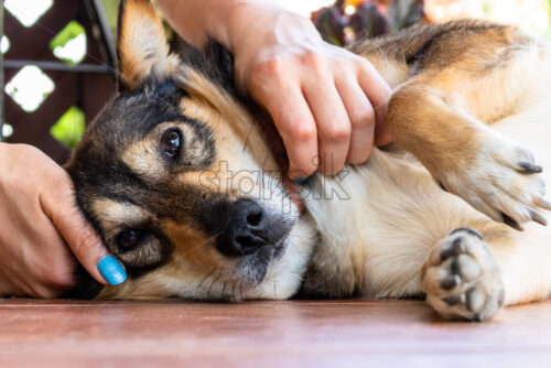 Husky dog tries to have a rest on the ground. Sleepy dog. A girl puts her hand in it’s fur - Starpik