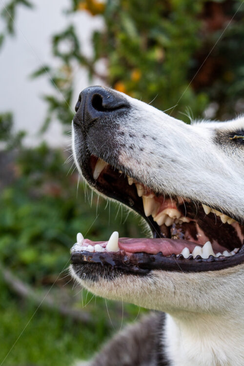 Husky take a deep breath of fresh air. Dog in the garden feeling happy - Starpik