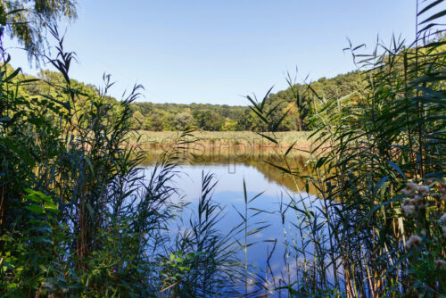 Lake near forest with reflection, reed in Taul Park, north of Moldova - Starpik