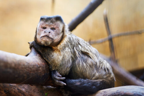 Little sad suffering lonely monkey sitting on a tree branch in the zoo. Close up - Starpik