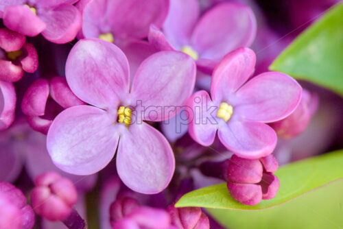 Macro image of spring spring lilac violet flowers, abstract soft floral background - Starpik